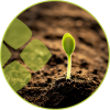 Vegetal / Animal soil improvers
