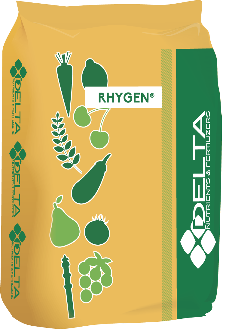 Sacco Rhygen